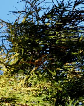 Fotografia 7 da espécie Larix decidua no Jardim Botânico UTAD