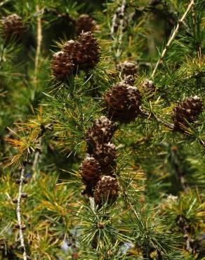 Fotografia 8 da espécie Larix decidua no Jardim Botânico UTAD