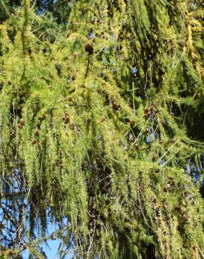 Fotografia 9 da espécie Larix decidua no Jardim Botânico UTAD