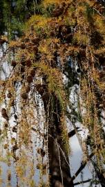 Fotografia da espécie Larix decidua