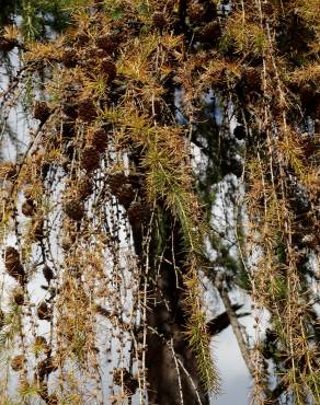 Fotografia 10 da espécie Larix decidua no Jardim Botânico UTAD