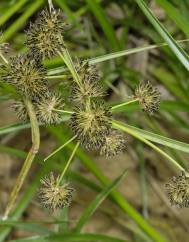 Cyperus difformis