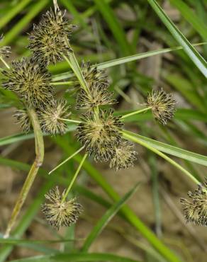 Fotografia 1 da espécie Cyperus difformis no Jardim Botânico UTAD