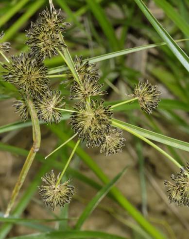 Fotografia de capa Cyperus difformis - do Jardim Botânico