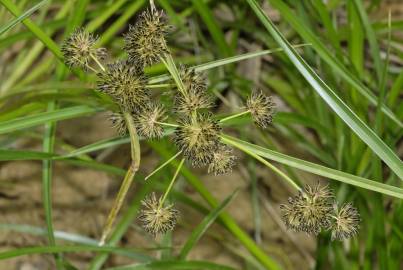 Fotografia da espécie Cyperus difformis