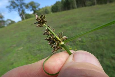 Fotografia da espécie Cyperus difformis