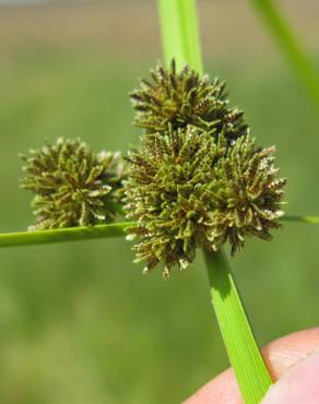 Fotografia 5 da espécie Cyperus difformis no Jardim Botânico UTAD