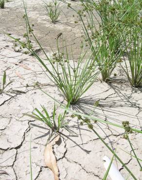 Fotografia 7 da espécie Cyperus difformis no Jardim Botânico UTAD