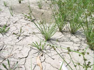 Fotografia da espécie Cyperus difformis