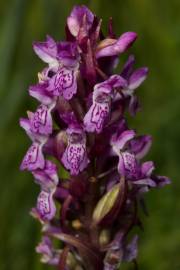 Fotografia da espécie Dactylorhiza incarnata