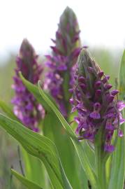 Fotografia da espécie Dactylorhiza incarnata