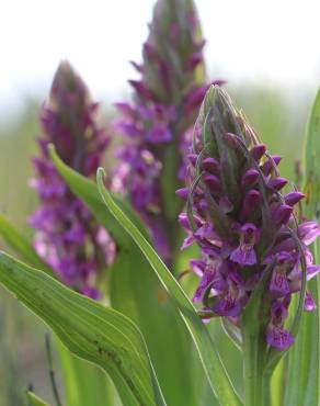 Fotografia 4 da espécie Dactylorhiza incarnata no Jardim Botânico UTAD