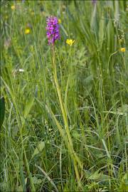 Fotografia da espécie Dactylorhiza incarnata