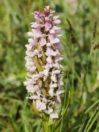 Fotografia da espécie Dactylorhiza incarnata