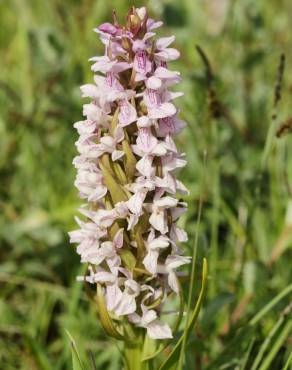 Fotografia 6 da espécie Dactylorhiza incarnata no Jardim Botânico UTAD