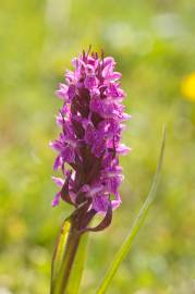 Fotografia da espécie Dactylorhiza incarnata