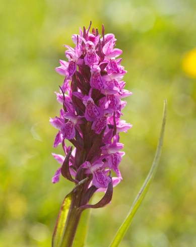 Fotografia de capa Dactylorhiza incarnata - do Jardim Botânico