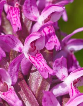 Fotografia 7 da espécie Dactylorhiza incarnata no Jardim Botânico UTAD