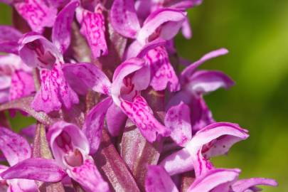 Fotografia da espécie Dactylorhiza incarnata