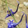 Fotografia 3 da espécie Delphinium gracile do Jardim Botânico UTAD