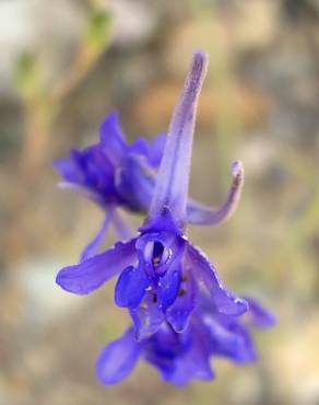 Fotografia 5 da espécie Delphinium gracile no Jardim Botânico UTAD