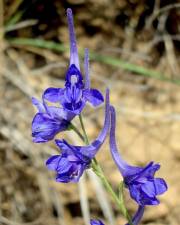 Fotografia da espécie Delphinium gracile