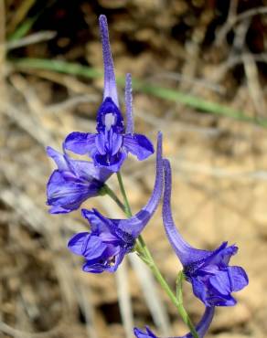 Fotografia 1 da espécie Delphinium gracile no Jardim Botânico UTAD