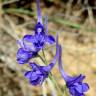 Fotografia 1 da espécie Delphinium gracile do Jardim Botânico UTAD