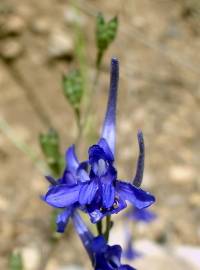 Fotografia da espécie Delphinium gracile