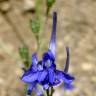 Fotografia 6 da espécie Delphinium gracile do Jardim Botânico UTAD