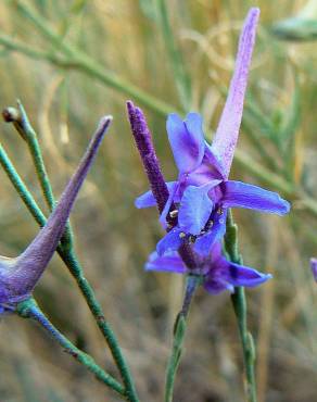 Fotografia 7 da espécie Delphinium gracile no Jardim Botânico UTAD