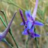 Fotografia 7 da espécie Delphinium gracile do Jardim Botânico UTAD