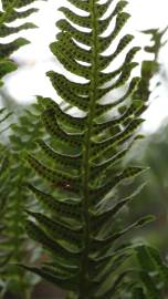 Fotografia da espécie Polypodium vulgare