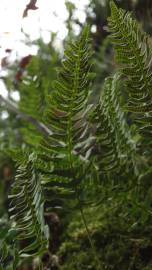 Fotografia da espécie Polypodium vulgare