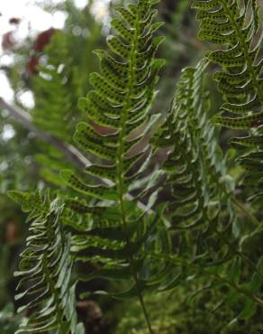 Fotografia 3 da espécie Polypodium vulgare no Jardim Botânico UTAD