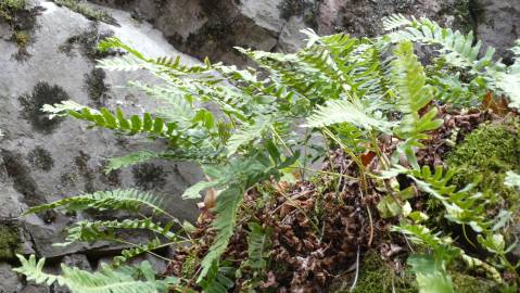 Fotografia da espécie Polypodium vulgare