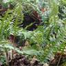 Fotografia 5 da espécie Polypodium vulgare do Jardim Botânico UTAD