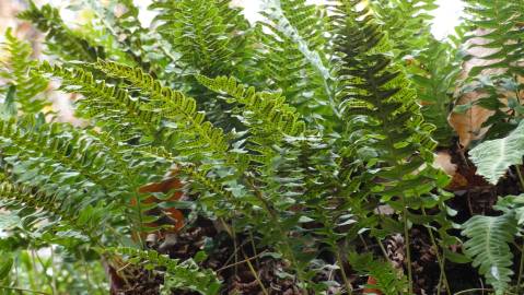 Fotografia da espécie Polypodium vulgare