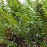 Fotografia 6 da espécie Polypodium vulgare do Jardim Botânico UTAD