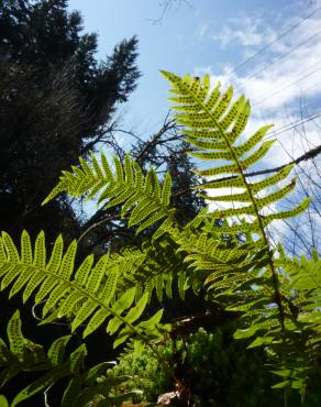 Fotografia 7 da espécie Polypodium vulgare no Jardim Botânico UTAD