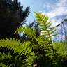 Fotografia 7 da espécie Polypodium vulgare do Jardim Botânico UTAD