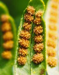 Polypodium vulgare