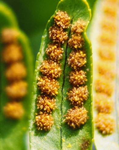 Fotografia de capa Polypodium vulgare - do Jardim Botânico