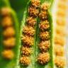 Fotografia 1 da espécie Polypodium vulgare do Jardim Botânico UTAD