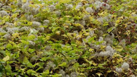 Fotografia da espécie Clematis vitalba