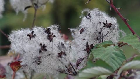 Fotografia da espécie Clematis vitalba