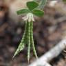 Fotografia 5 da espécie Lotus ornithopodioides do Jardim Botânico UTAD