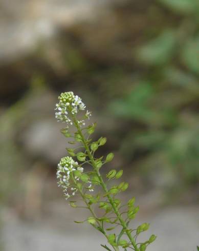 Fotografia de capa Lepidium sativum - do Jardim Botânico