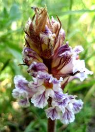 Fotografia da espécie Orobanche crenata