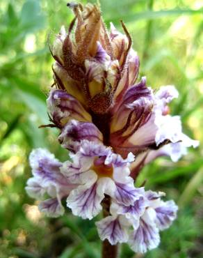 Fotografia 2 da espécie Orobanche crenata no Jardim Botânico UTAD